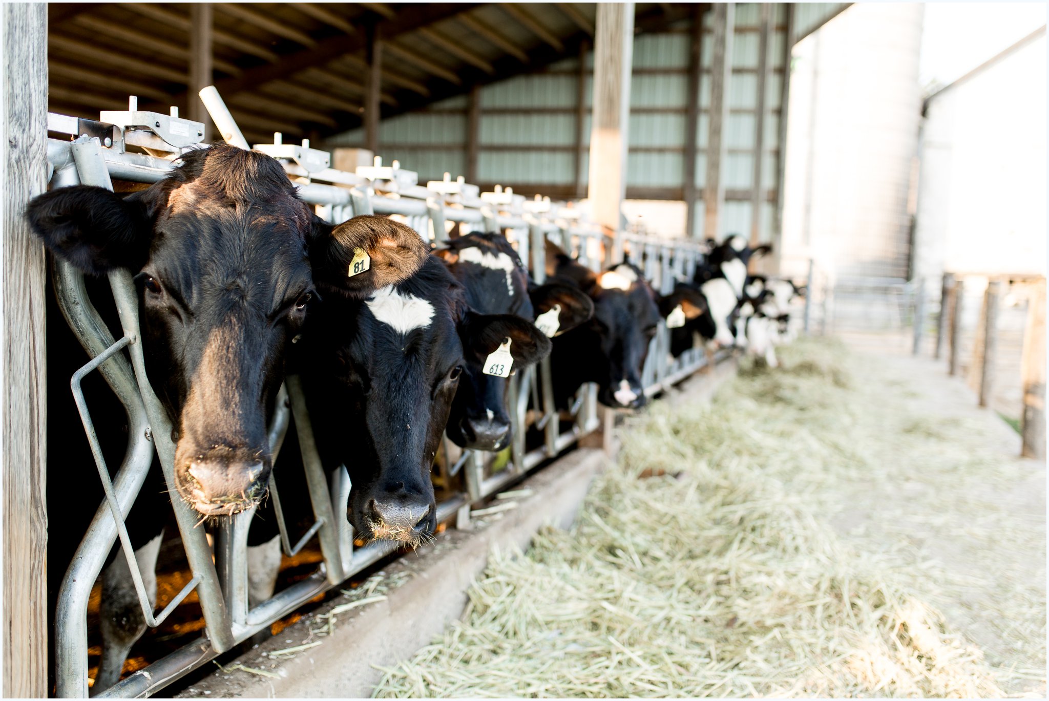 Dairy heifers in barn