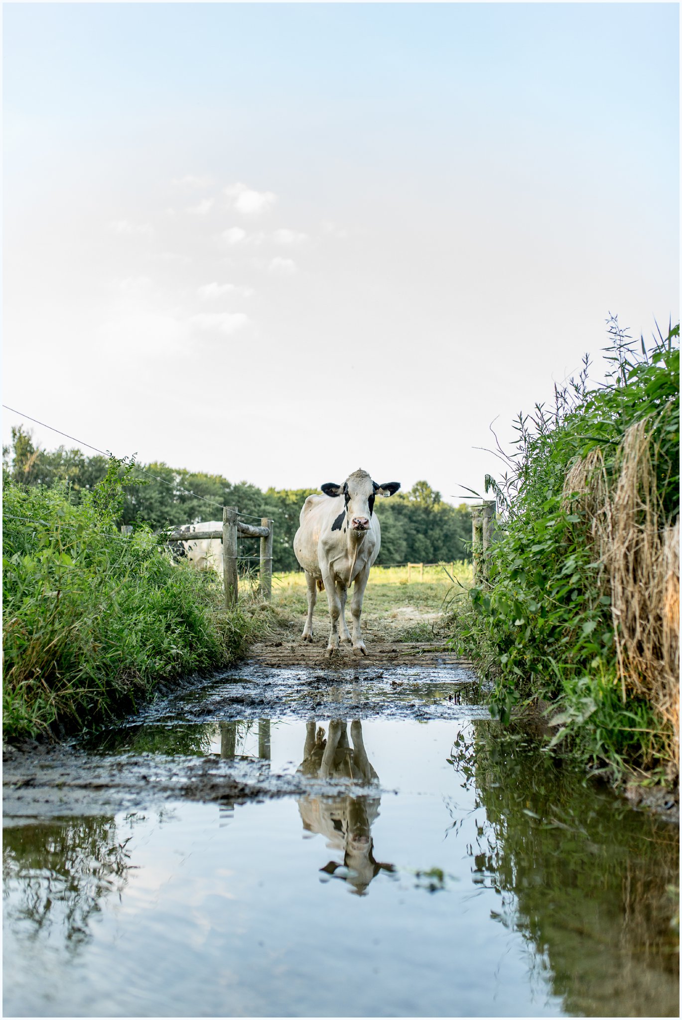 Dairy farm fenced in creek