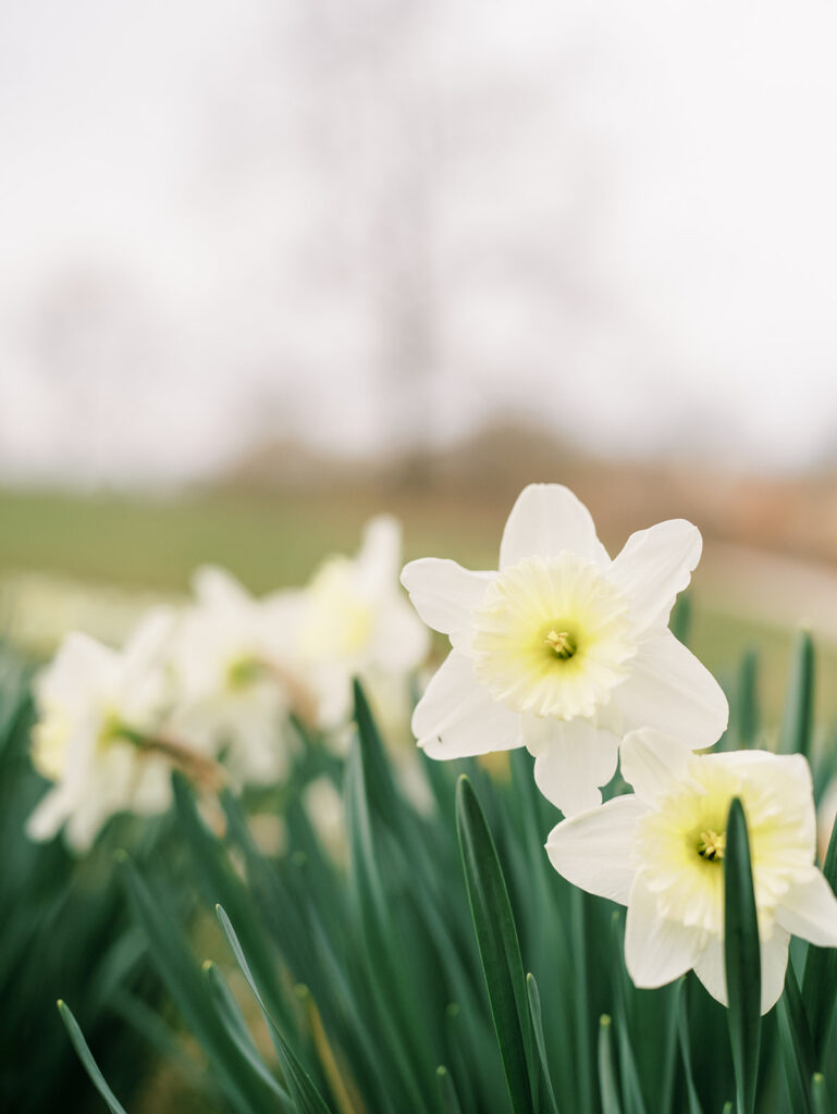 Springtime Maternity Session Charlottesville Family Photographer